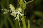 Green fringed orchid